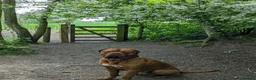 Dogue De Bordeaux dogs for sale: Arnie in Wigan - Advert 2
