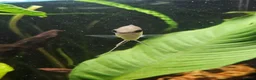 Cichlids fish for sale: 2 Festivum cichlid fish - Advert 11
