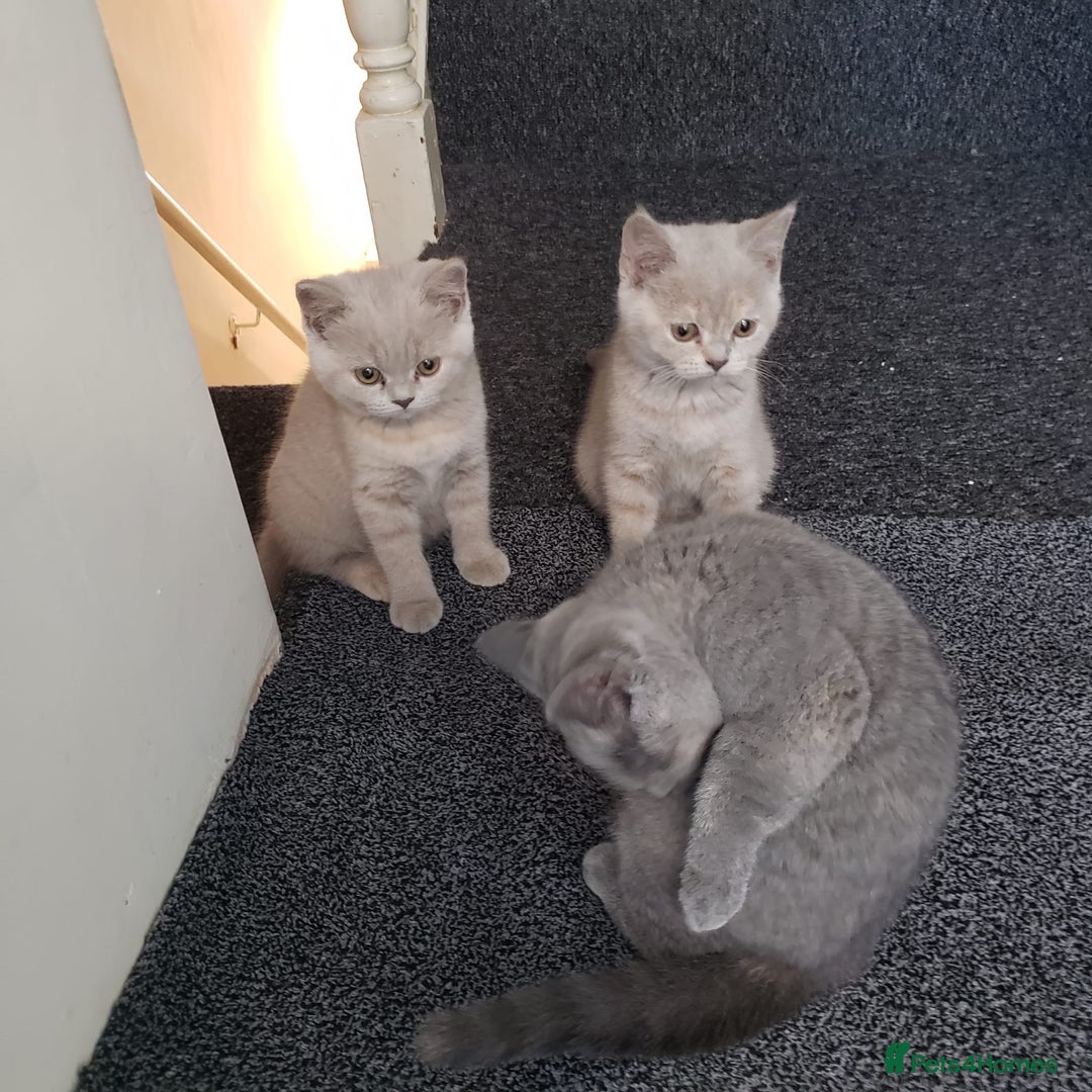 British Shorthair cats for sale: 💜GCCF Kittens Ready for Their Forever Homes!💜 - Image 29