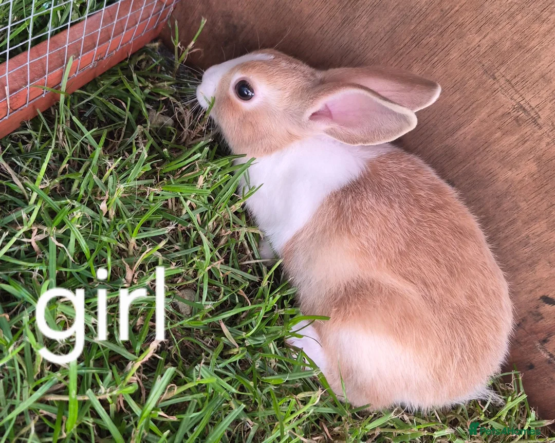 Dutch rabbits for sale: Dutch rabbits  - Advert 2
