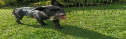 Australian Kelpie dogs for sale: Kelpie X collie puppies in Buxton - Advert 16