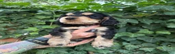 Cocker Spaniel dogs for sale: Show Cocker Spaniel Puppies in Bedford - Advert 7