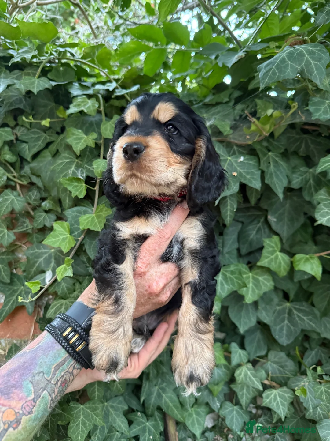 Cocker Spaniel dogs for sale: Show Cocker Spaniel Puppies in Bedford - Advert 7
