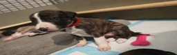 Lurcher dogs for sale: Stunning lurcher puppies - Advert 10