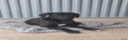 Cane Corso dogs for sale: CANE CORSO PUPPIES - Advert 2