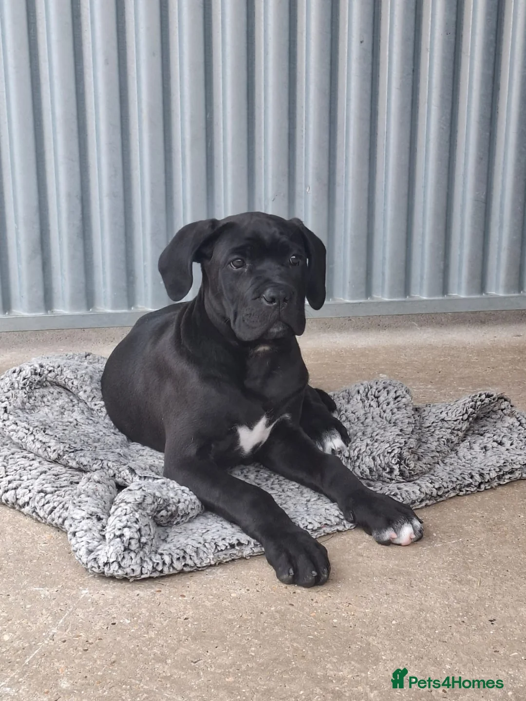 Cane Corso dogs for sale: CANE CORSO PUPPIES - Advert 2