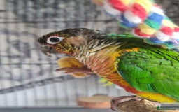 Conures birds for sale: Hand reared baby green cheeked conure - Image 4