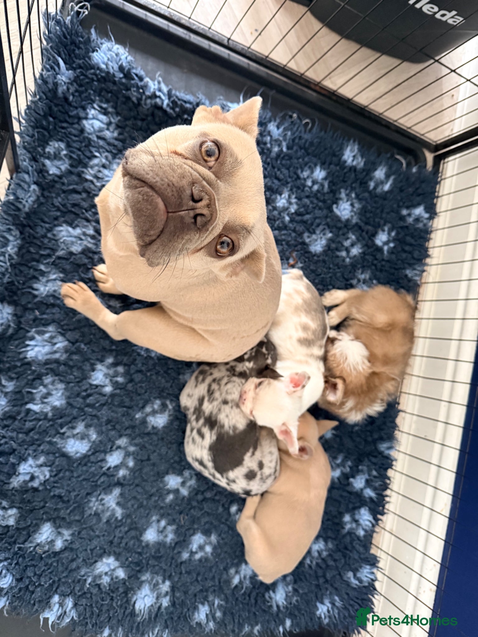 French Bulldog dogs for sale: Happy and health french bulldog puppies  in Braintree - Advert 2