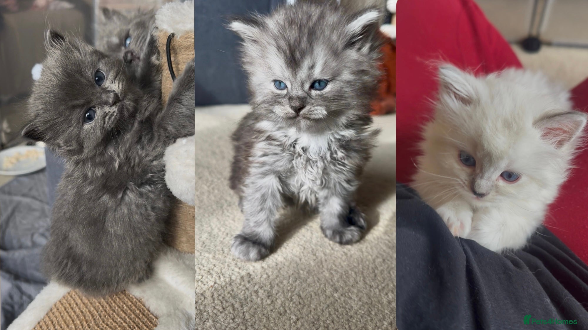 Perdoll cats DOLLFACE PERDOLL (PERSIAN-RAGDOLL) KITTENS - Advert 1