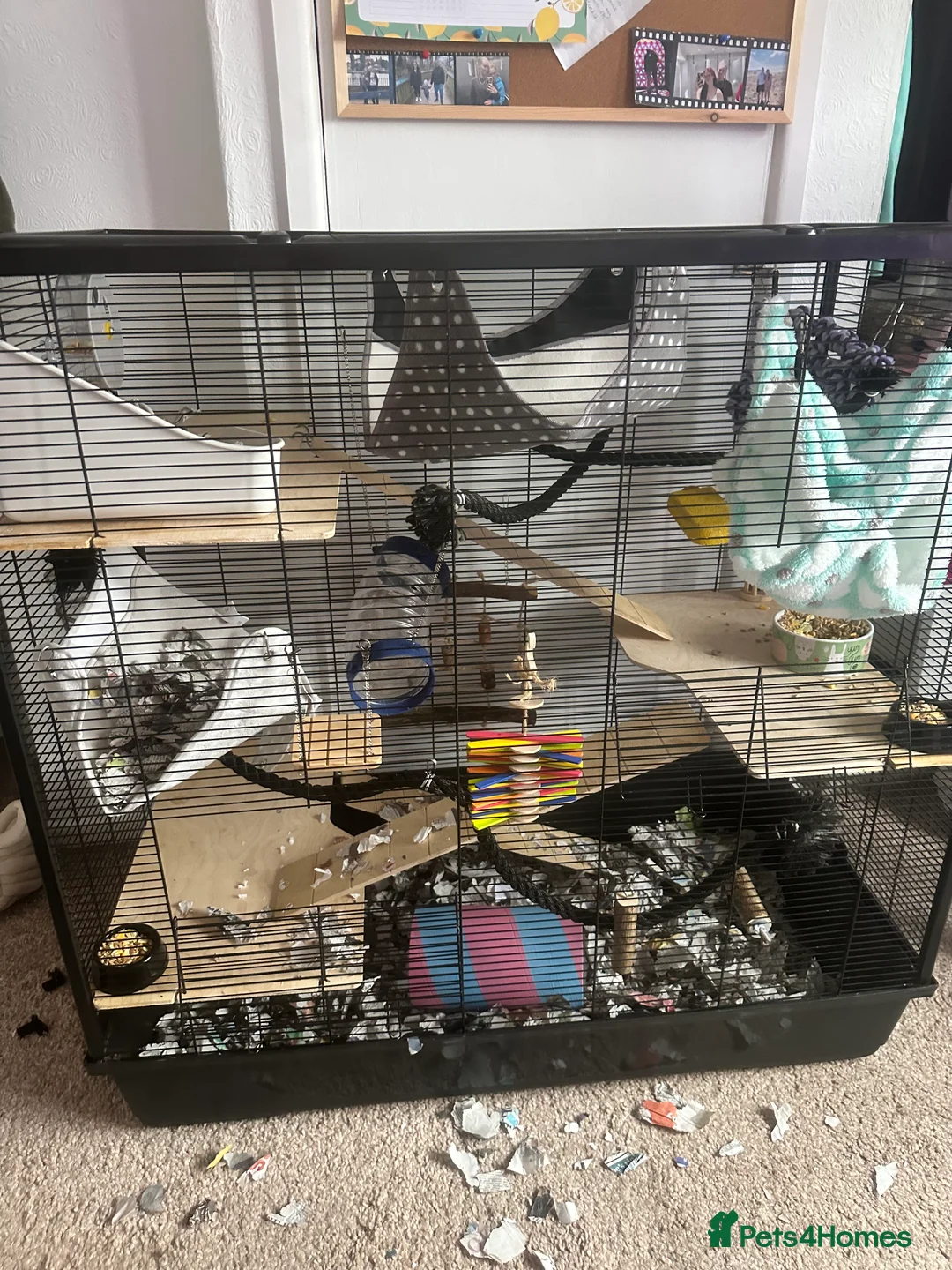 Rat rodents for sale: Dumbo rats in Bristol - Advert 4