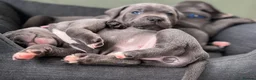 Staffordshire Bull Terrier dogs for sale: Family Raised Pure English staffies puppies - Advert 2