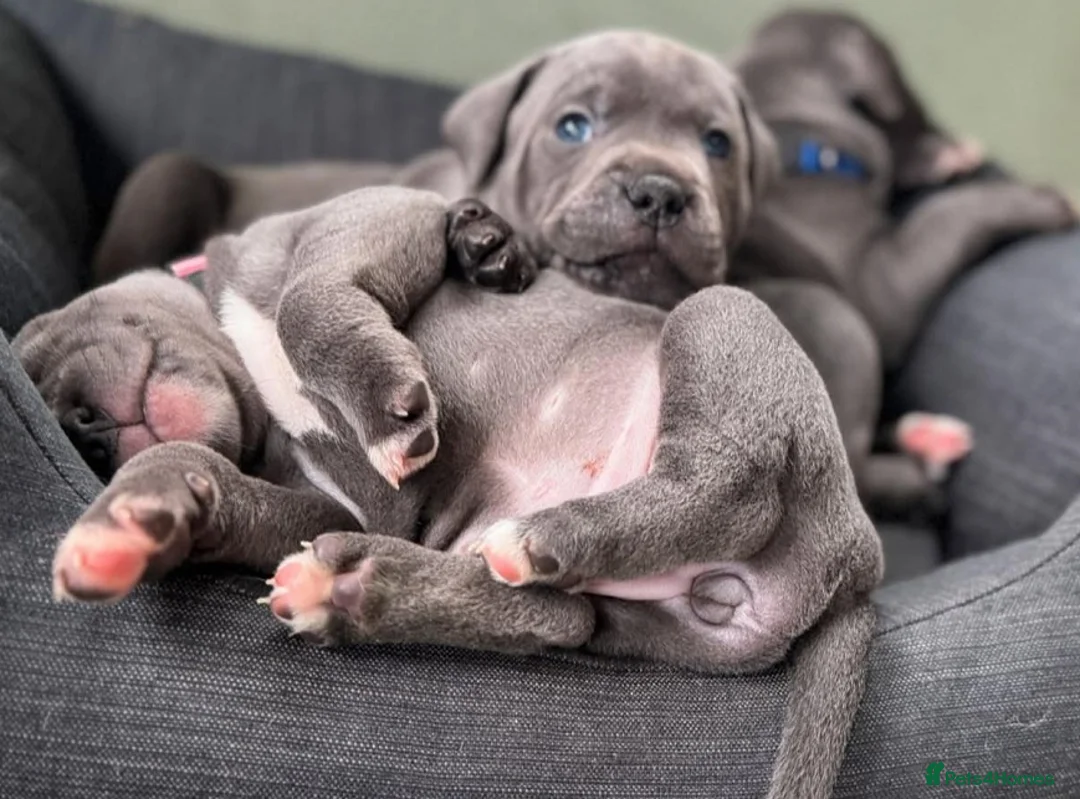 Staffordshire Bull Terrier dogs for sale: Family Raised Pure English staffies puppies - Advert 2
