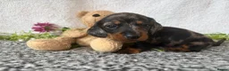 Miniature Dachshund dogs for sale: KC pedigree Mini Dachshund puppies - Advert 26