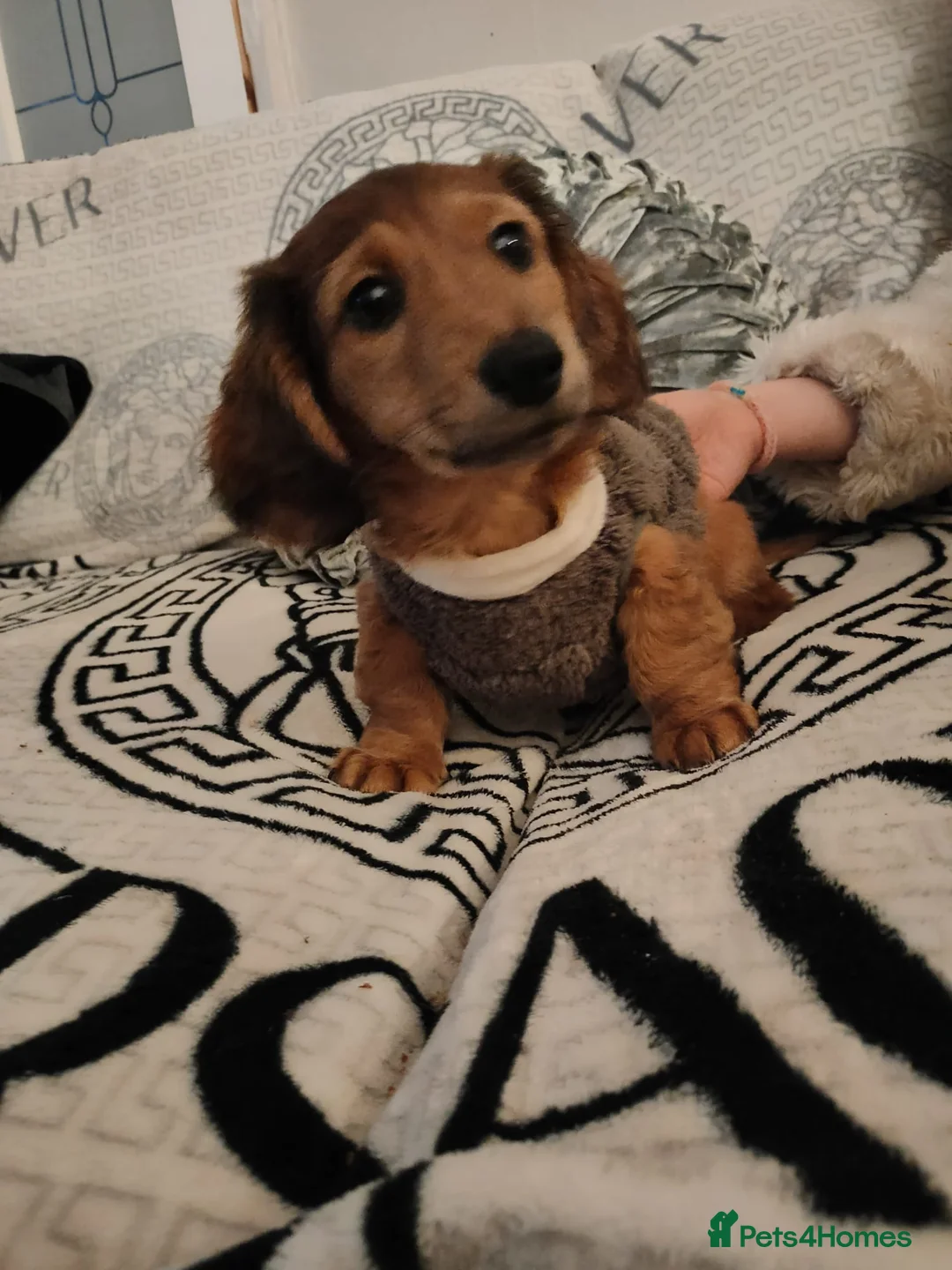 Miniature Dachshund dogs for sale: Miniature long haired daschunds  - Advert 11