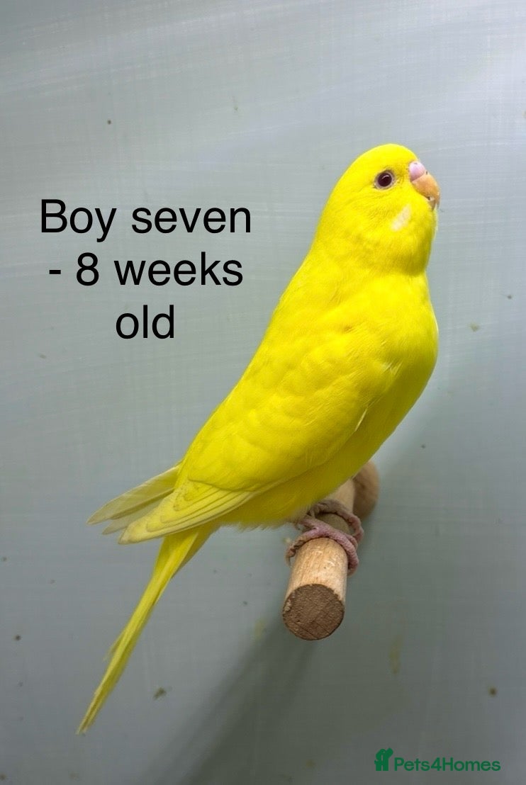 Budgerigars birds Stunning 8 week old baby budgies  - Advert 5