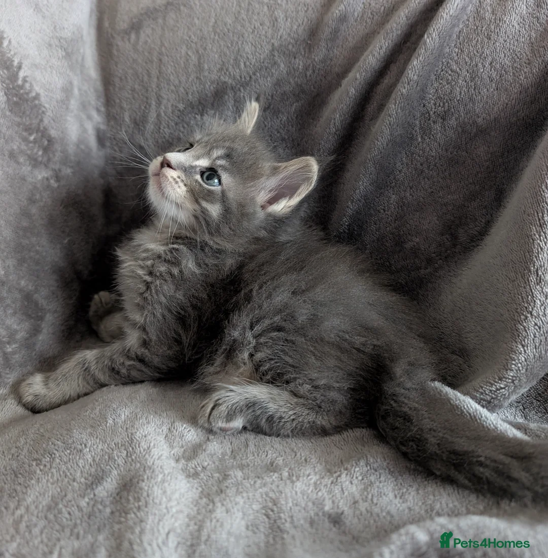 Maine Coon cats for sale: Chunky Maine Coons  - Advert 26