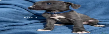 Mixed Breed 2