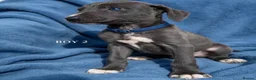Mixed Breed dogs for sale: Bedlington whippet saluki greyhound puppy’s - Advert 5