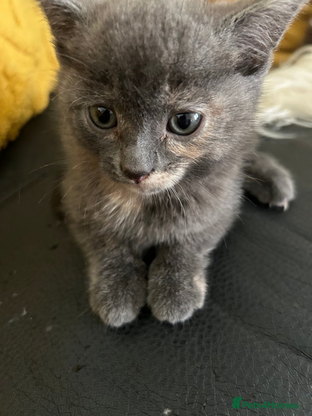 Domestic Shorthair cats for sale: 4 beautiful kittens  - Image 10