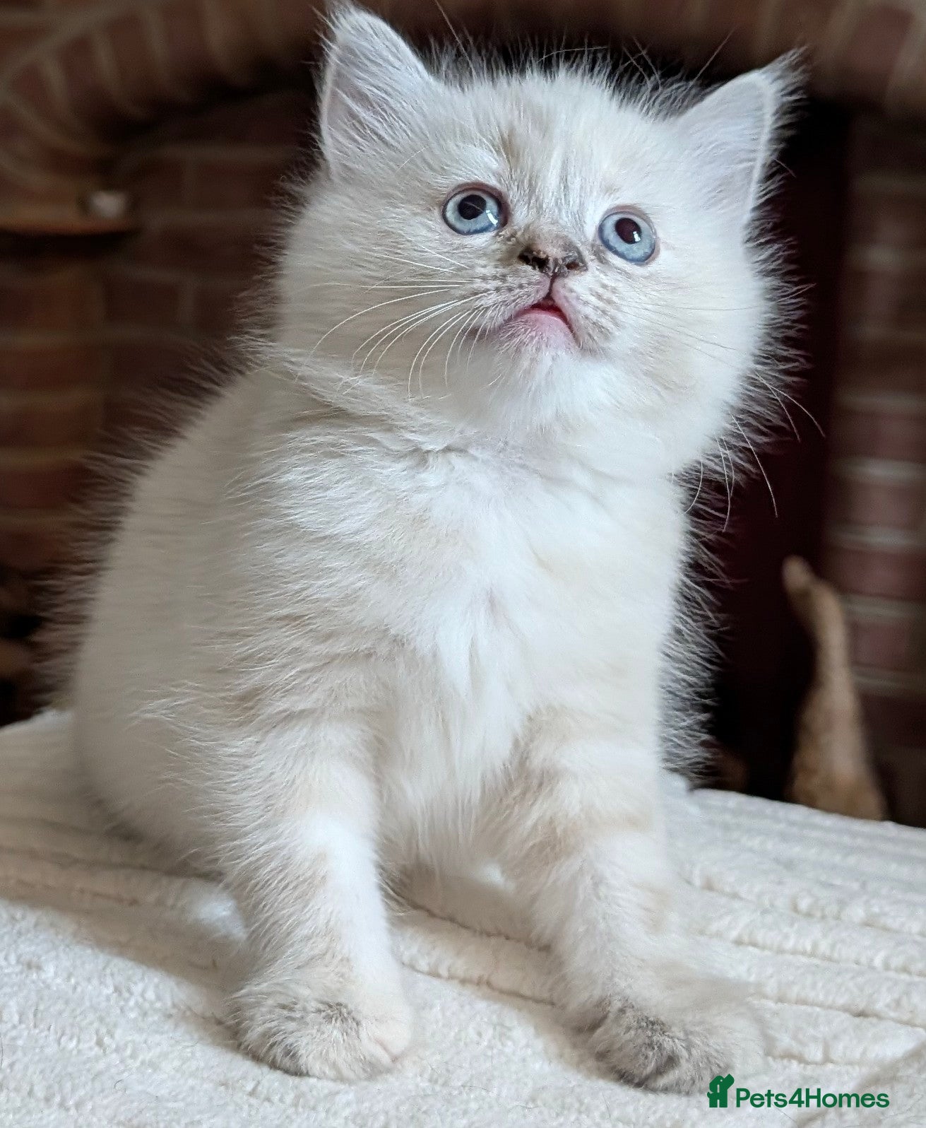 European cats  Stunning Litter  5Tabby  Kittens – Ready Soon! - Advert 2
