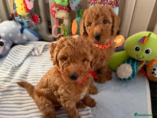 Australian Labradoodle dogs Australian Labradoodle puppies - Advert 6