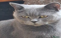 British Shorthair cats for sale: Pedigree British BSH girl for sale. Last one! - Image 6