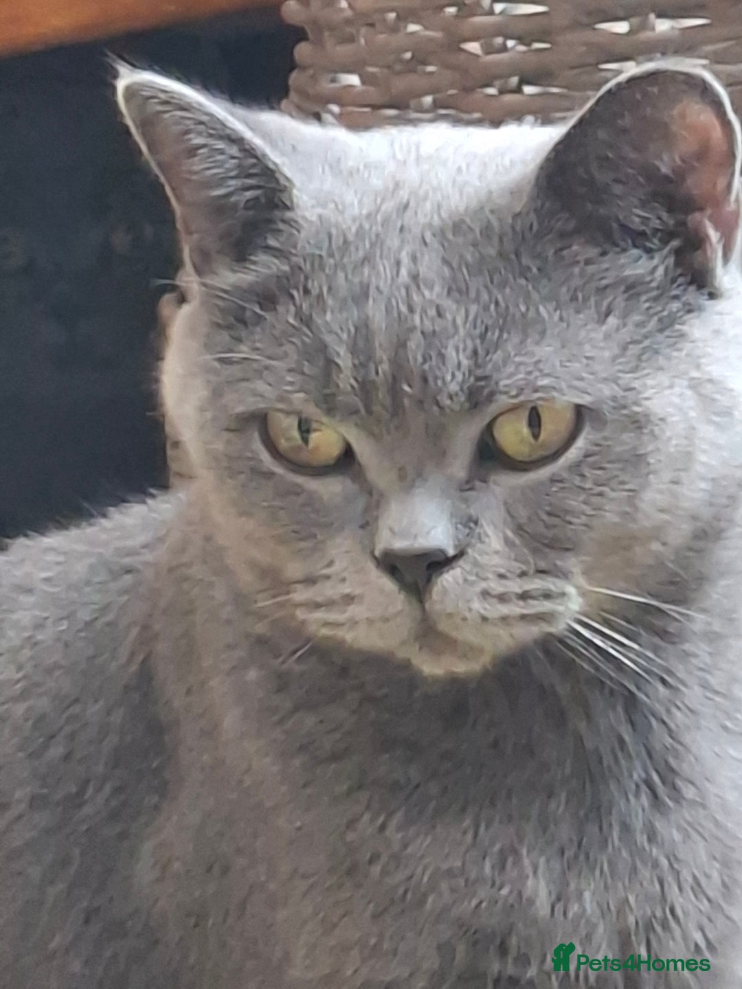 British Shorthair cats for sale: Pedigree British BSH girl for sale. Last one! - Image 6