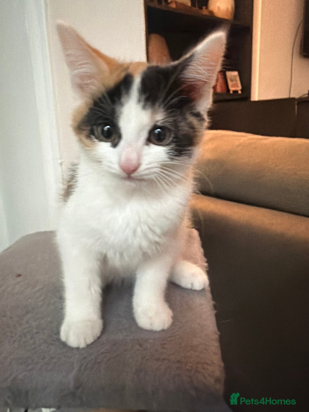 Mixed Breed cats for sale: Calico kittens - Advert 1