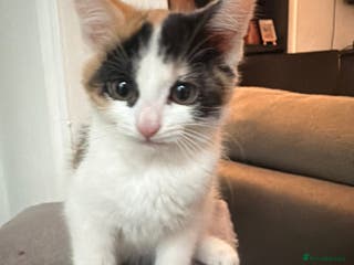 Mixed Breed cats Calico kittens - Advert 2