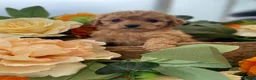 Cavapoo dogs for sale: Charming cavapoo puppies  - Advert 12