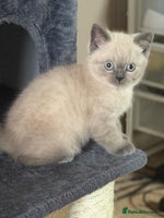 British Shorthair cats - Advert 6