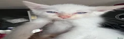 Ragdoll cats for sale: Fluffy ragdollx looking to take pride in your home - Advert 6