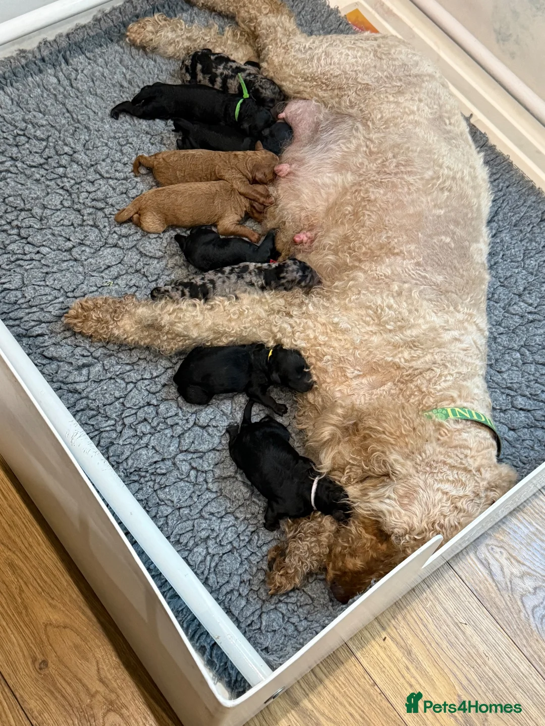 Labradoodle dogs for sale: Our Therapy Dog has had a gorgeous litter in Bracknell - Advert 4