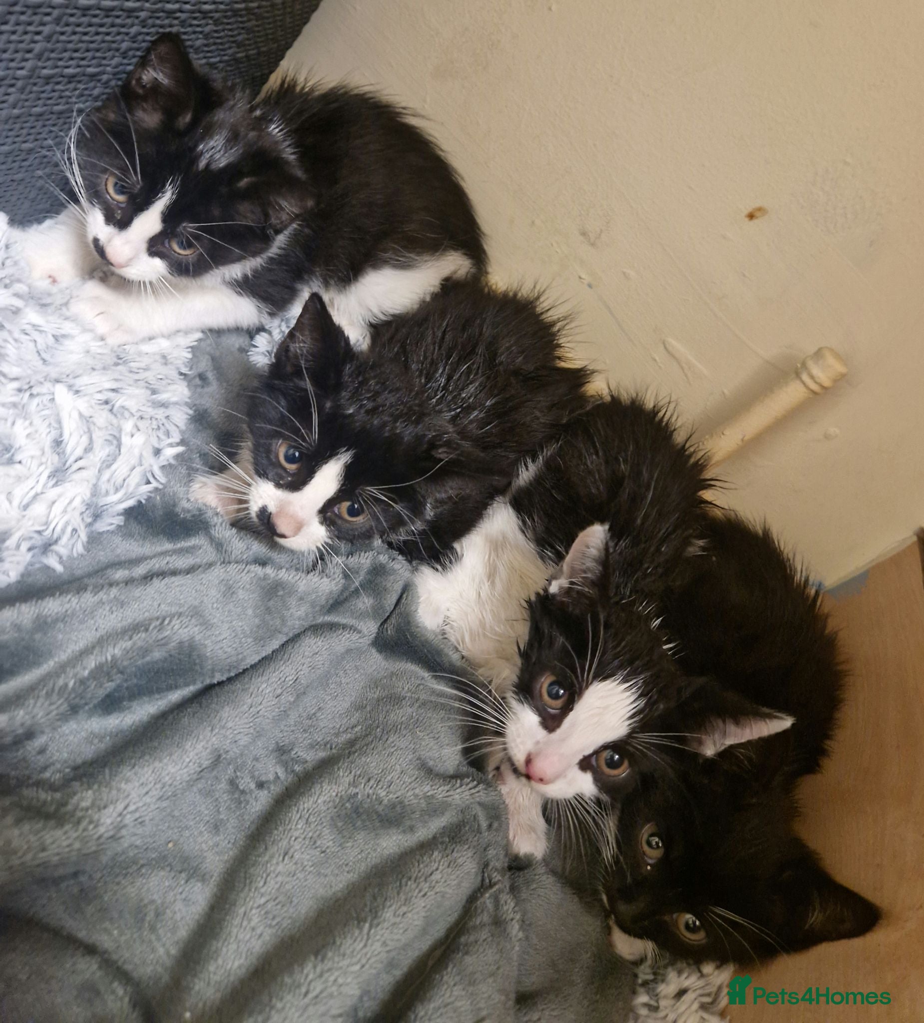 Mixed Breed cats Kitten  - Advert 7