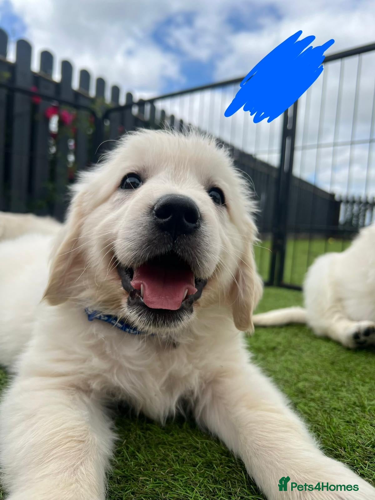 Golden Retriever dogs kc reg Fully health tested litter - Advert 2