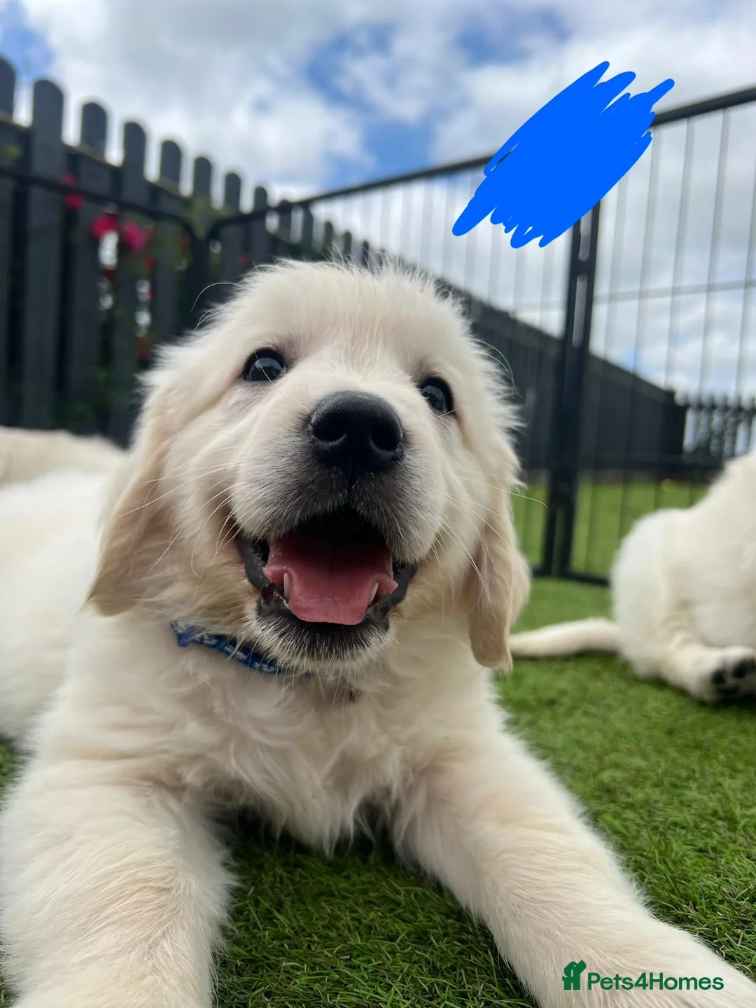 Golden Retriever dogs for sale: kc reg Fully health tested litter - Advert 2