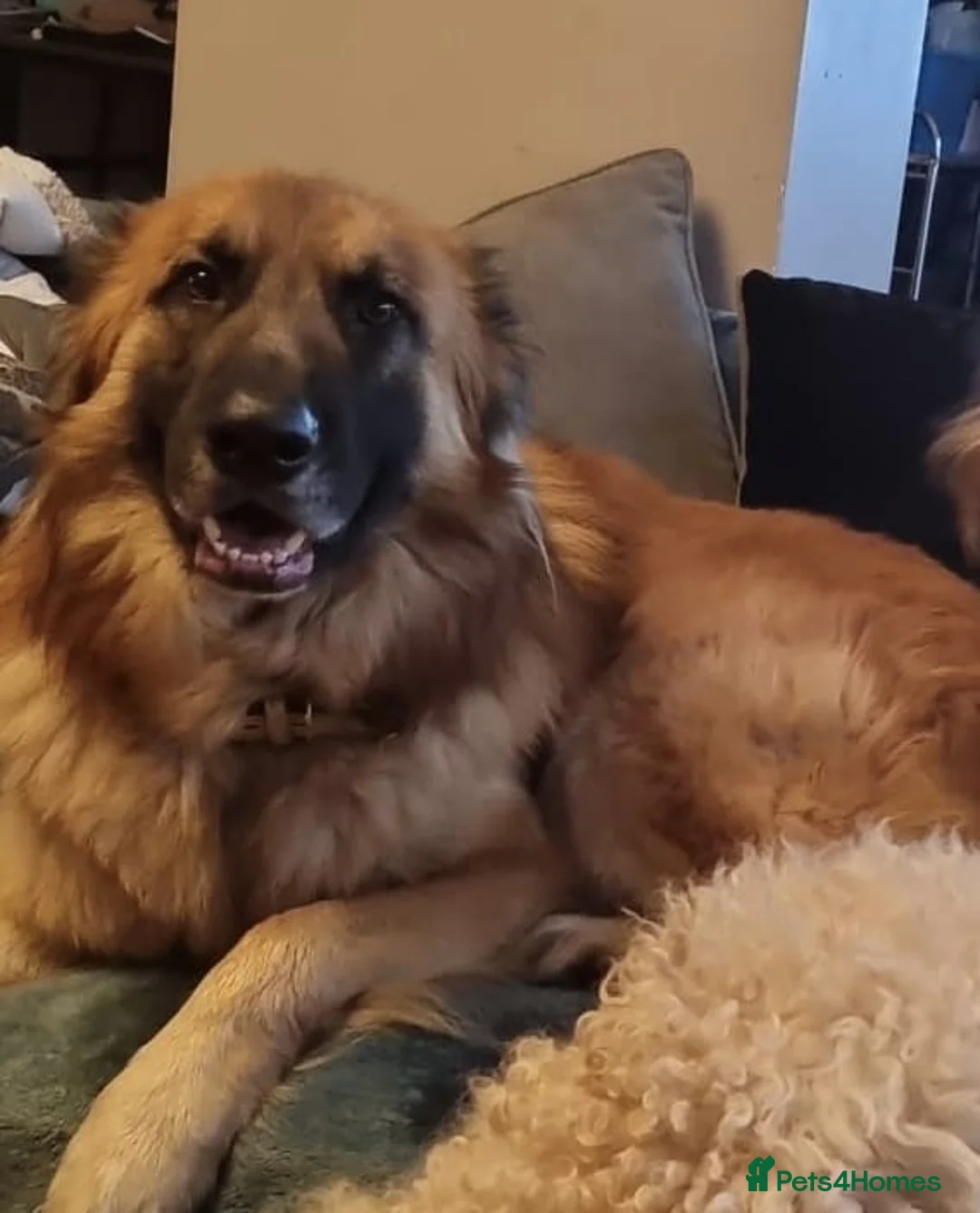 German Shepherd dogs for sale: Stunning litter of German Shepherd Pups in Solihull - Advert 8