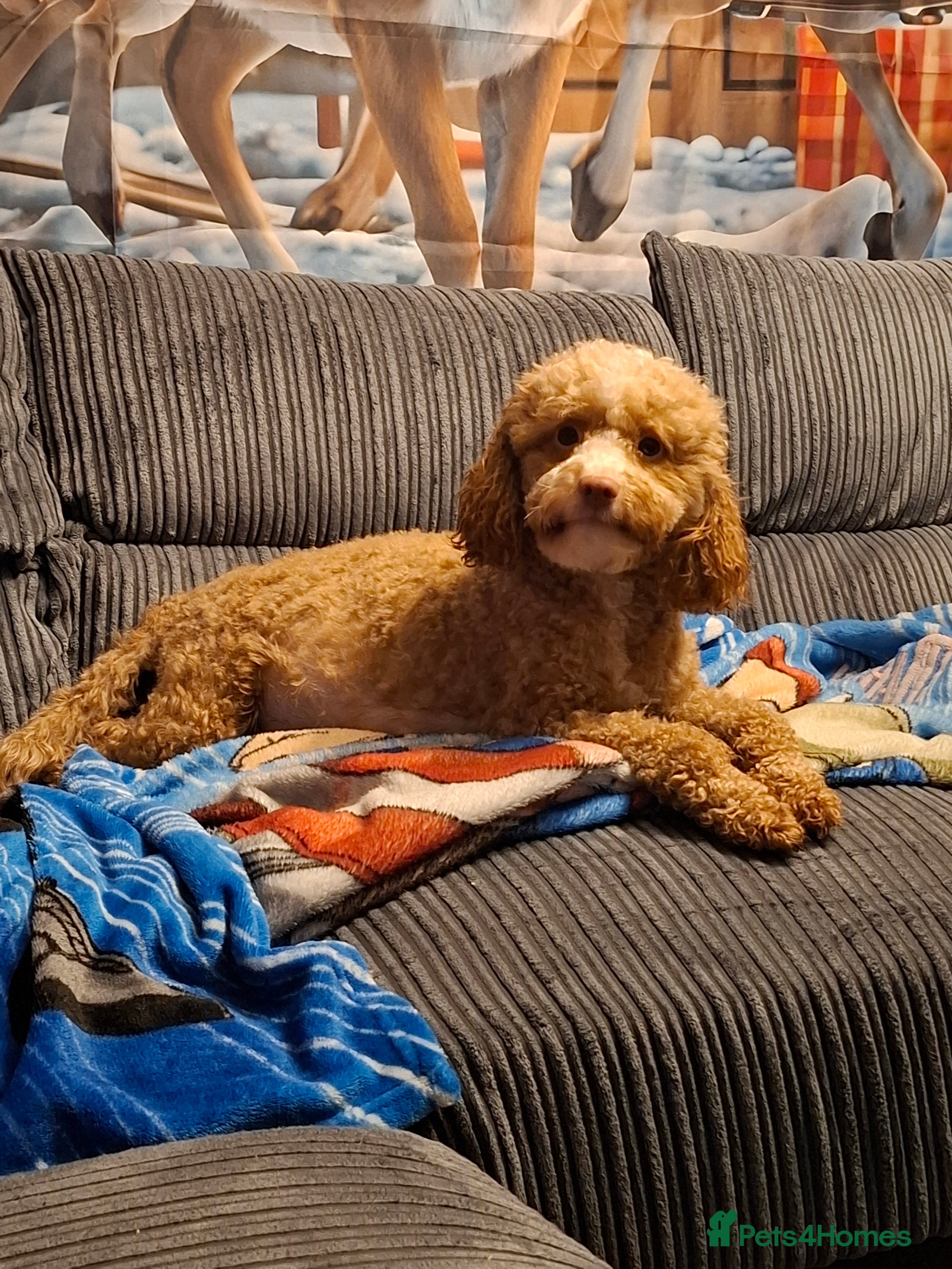 Cockapoo dogs Minature cockapoo puppies - Advert 4