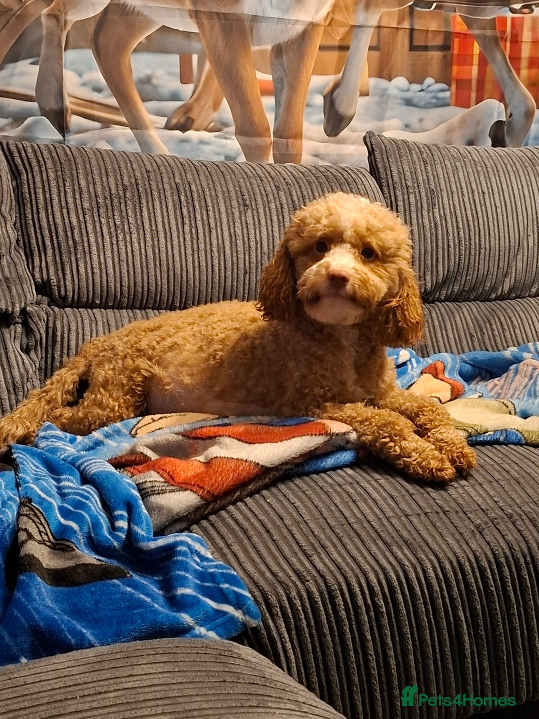 Cockapoo dogs for sale: Minature cockapoo puppies - Advert 2