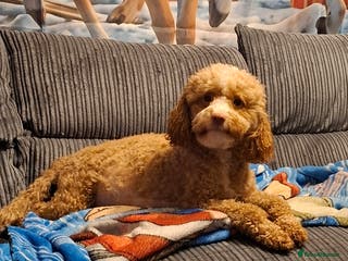 Cockapoo dogs Minature cockapoo puppies - Advert 1