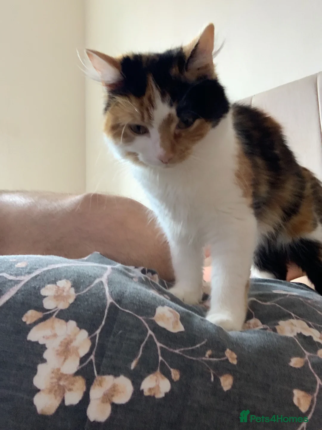 Mixed Breed cats for sale: Female cat looking for her forever home - Advert 1