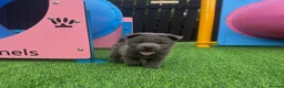 Chow Chow dogs for sale: Stunning exotic colour chowski puppies for sale  - Advert 20