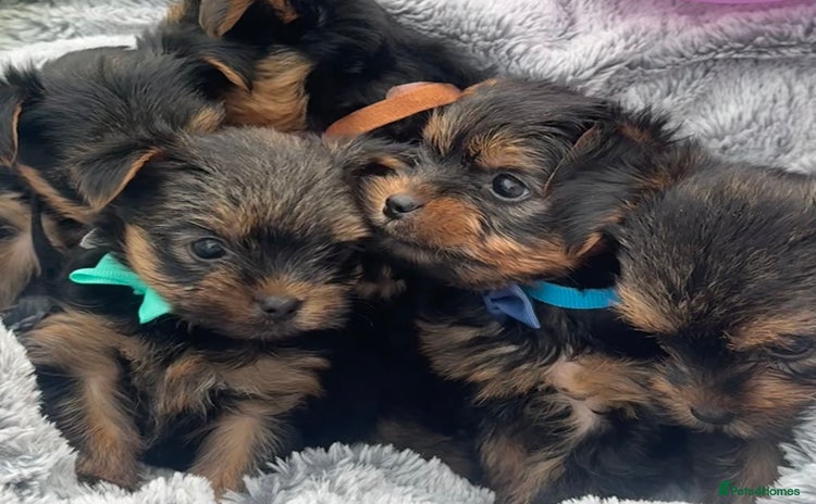 Yorkshire Terrier dogs - Advert 5