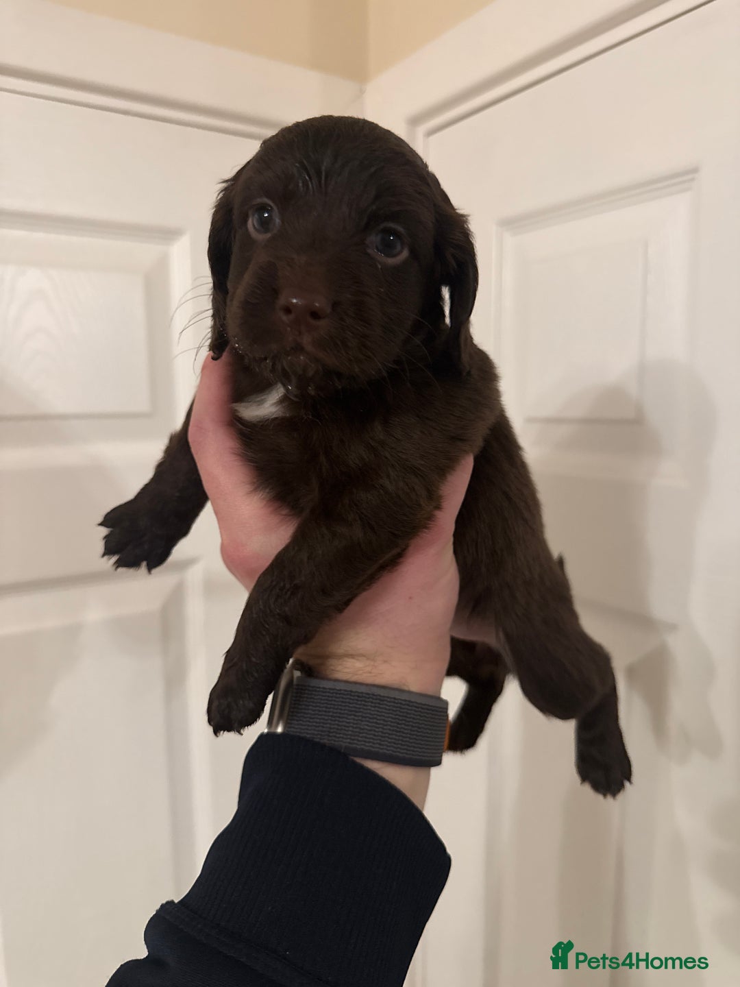 Mixed Breed dogs for sale: Beautiful Cocker Sproodles Puppies!  - Advert 20