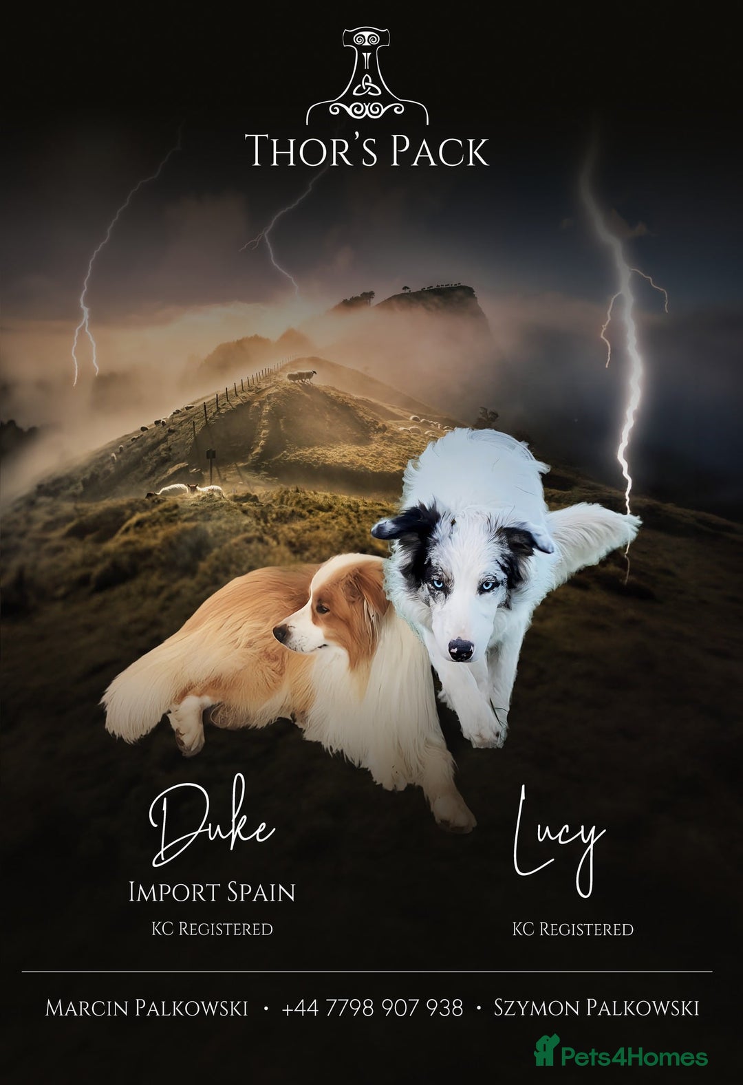 Border Collie dogs for sale: Merle Blue Eye KC Registered Border Collie Puppies - Image 1