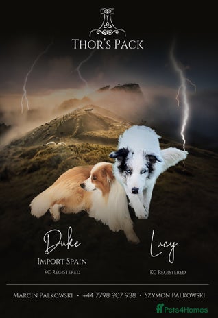 Border Collie dogs - Advert 6