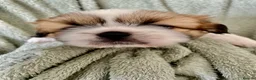 Shih Tzu dogs for sale: Imperial Shih Tzu Puppies  - Advert 16