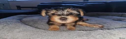 Yorkshire Terrier dogs for sale: 🐶 💖Pedigree Yorkshire Terrier Puppies💖 🐶 - Advert 21