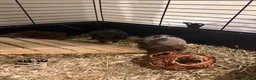 Guinea Pig rodents for sale: 4 x Guinea Pigs & Cage - Advert 5