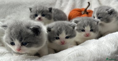 British Shorthair cats - Advert 2